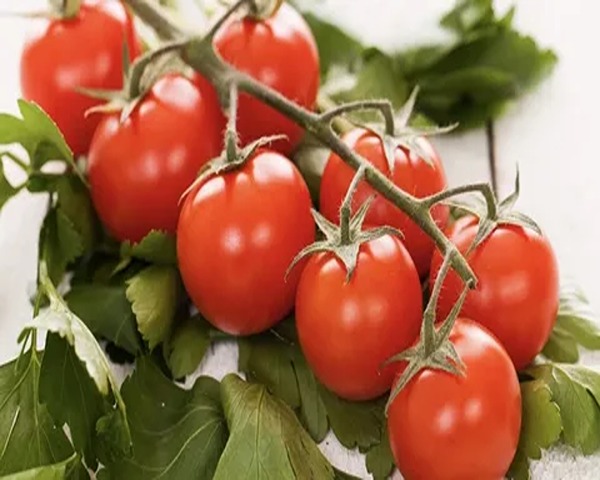 تصویر 4 از فروش گوجه فرنگی بوته رس + قیمت خرید به صرفه